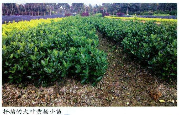 大叶黄杨怎么播种繁殖