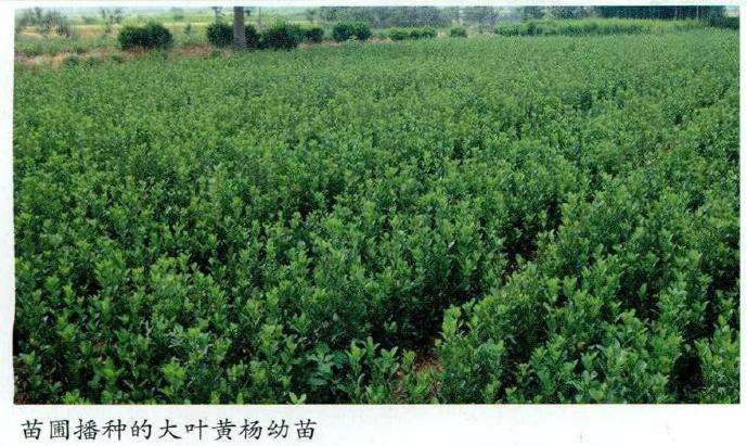 大叶黄杨怎么嫩枝扦插