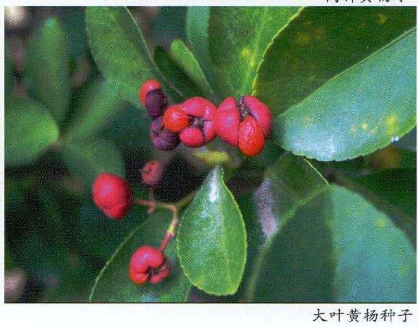 大叶黄杨怎么硬枝扦插