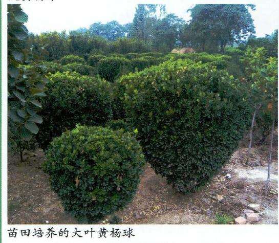大叶黄杨怎么硬枝扦插