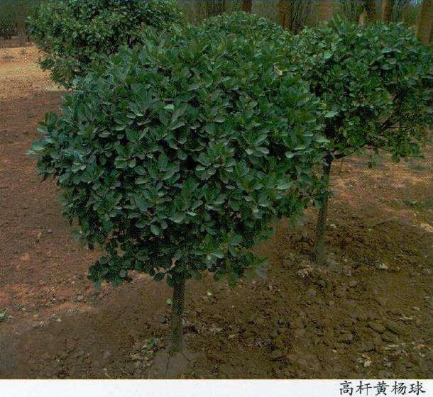 大叶黄杨怎么硬枝扦插