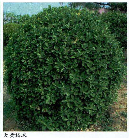 大叶黄杨怎么扦插繁殖的3个方法