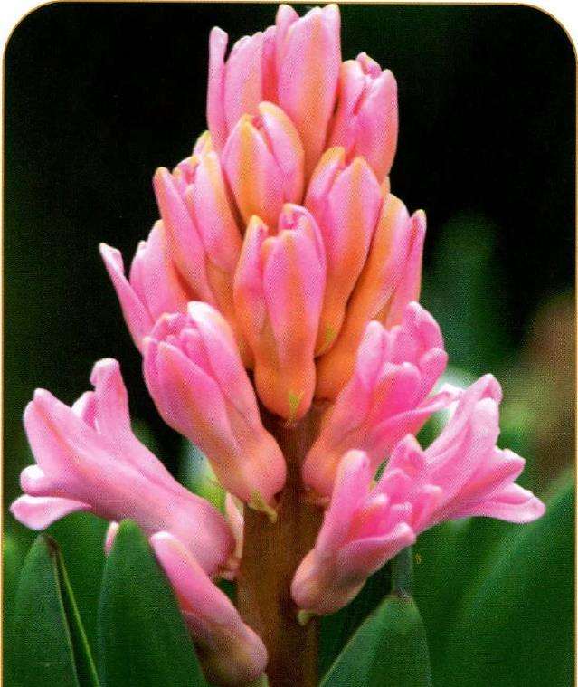 为什么风信子起初没有什么味道