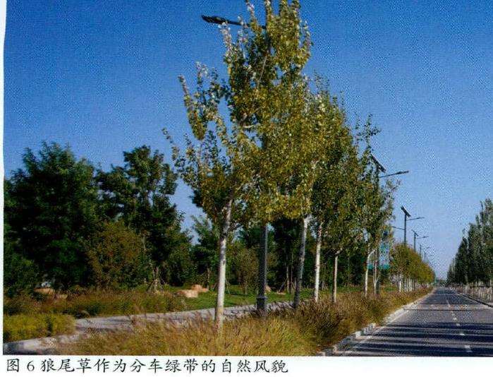 银川地区城市绿地中观赏草应用现状