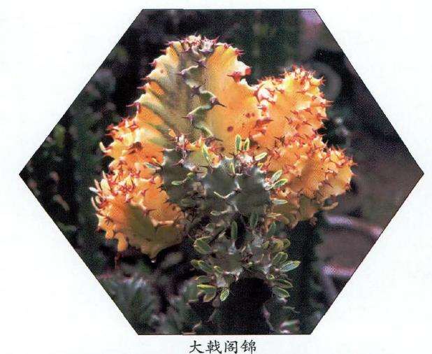 斑斓多彩的斑锦多肉