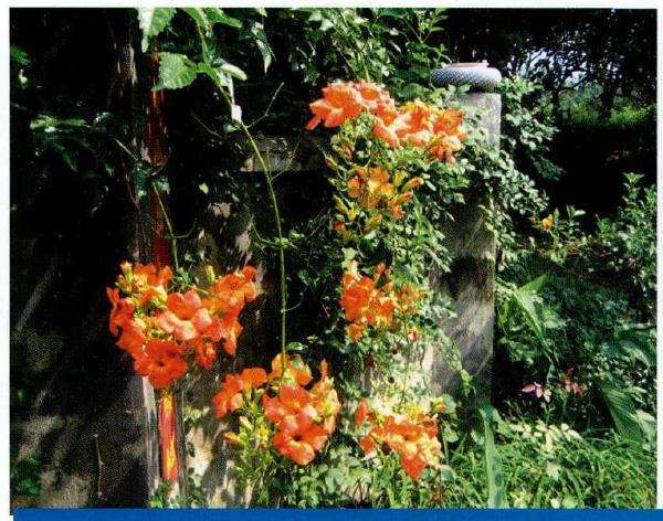 凌霄花怎么扦插压条的2个方法