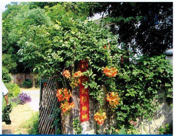 凌霄花怎么扦插压条的2个方法