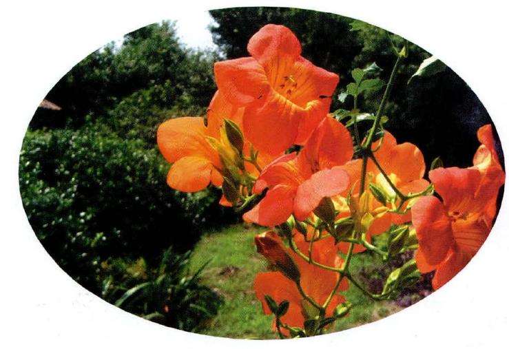 凌霄花怎么扦插压条的2个方法