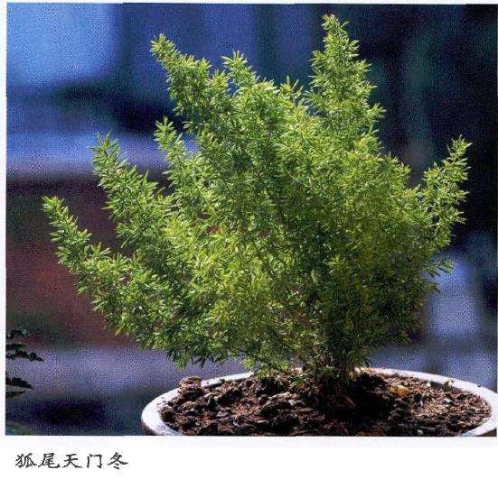 狐尾天门冬怎么繁殖养护的3个方法