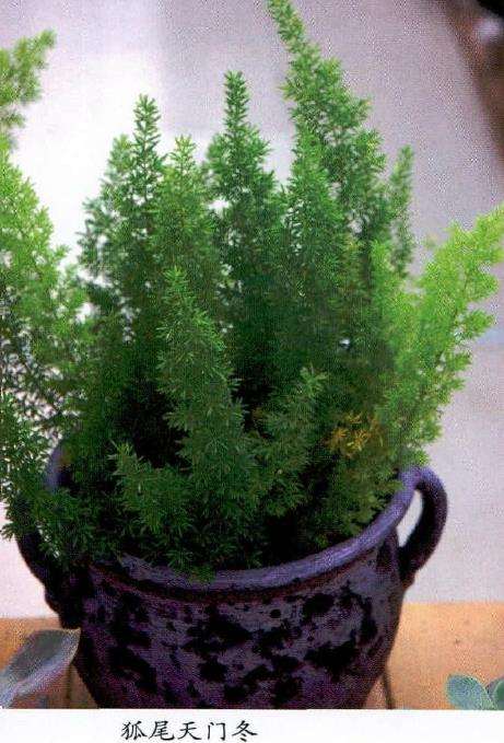 狐尾天门冬怎么繁殖养护的3个方法