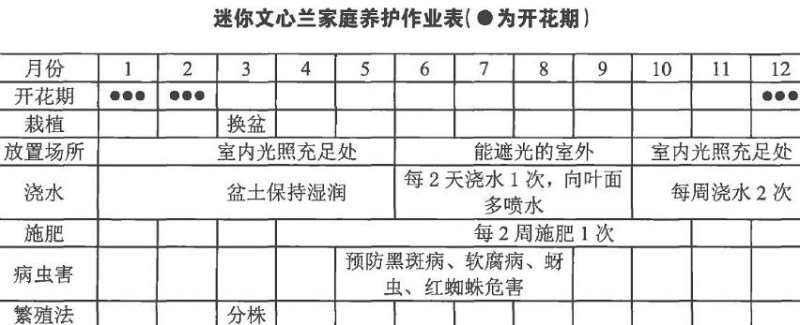 迷你文心兰怎么浇水施肥的3个方法