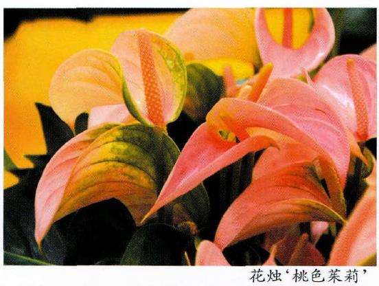 一年一度的年宵花已经悄悄上市