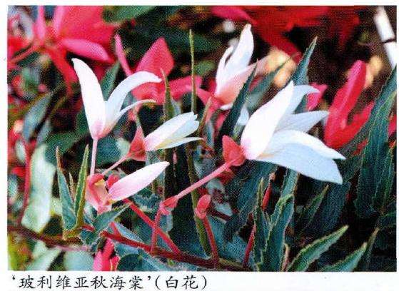 一年一度的年宵花已经悄悄上市