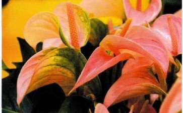 一年一度的年宵花已经悄悄上市