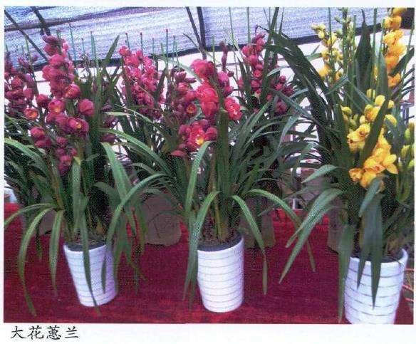 大花蕙兰怎么选购养护