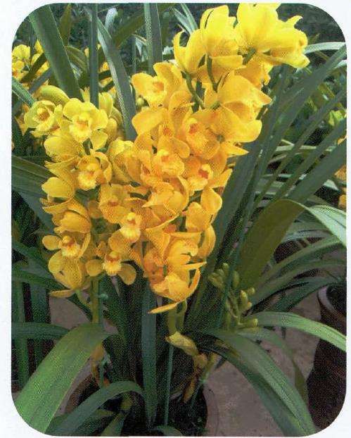 大花蕙兰怎么选购养护