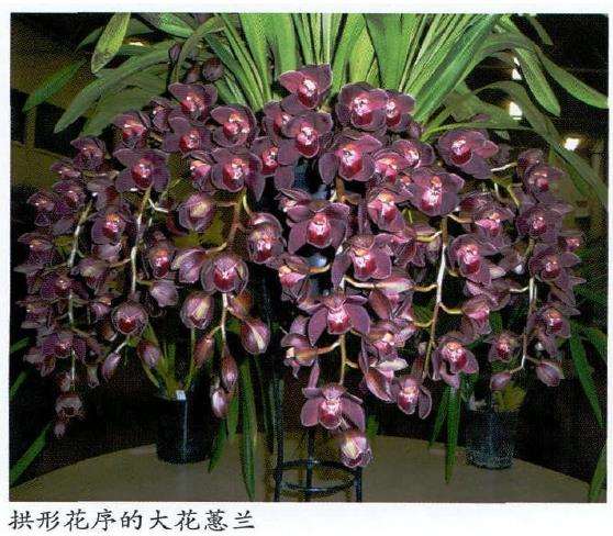 大花蕙兰怎么选购养护