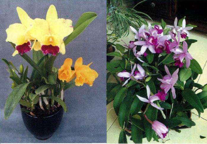 卡特兰怎么施肥养护