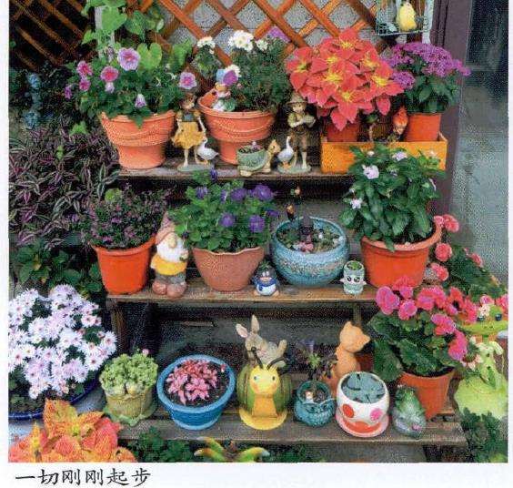 为什么美女们都想有个花园梦