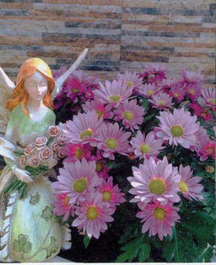 为什么美女们都想有个花园梦 图片