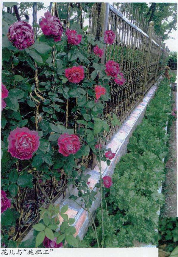 为什么美女们都想有个花园梦