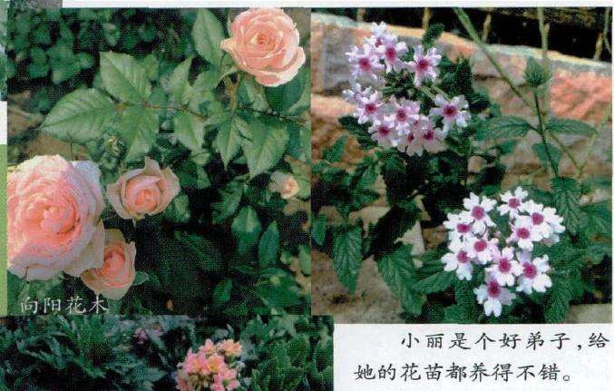 为什么美女们都想有个花园梦