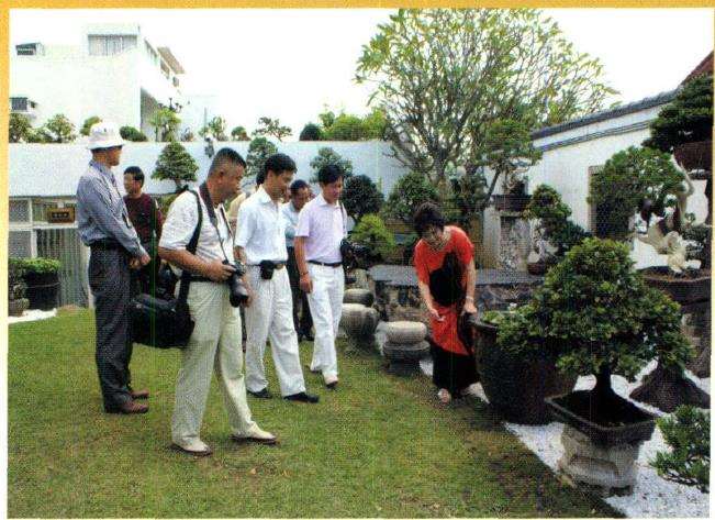 2009年亚太地区第十届盆景展 图片