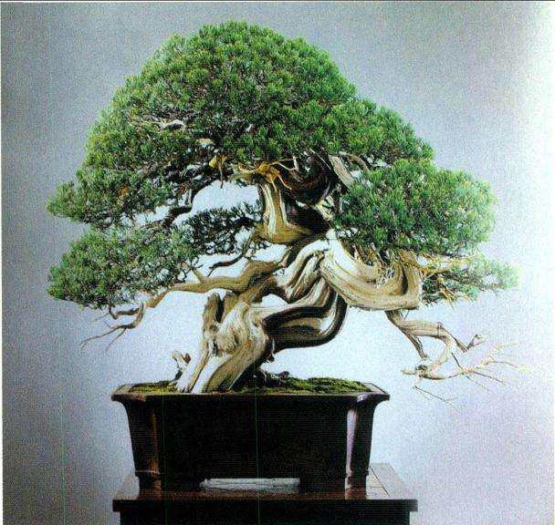 2009年亚太地区第十届盆景展 图片