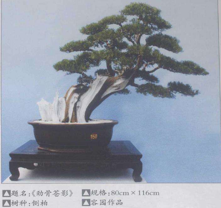 莆田容园盆景园