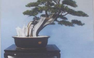 访莆田容园盆景园的园主 郭国廉