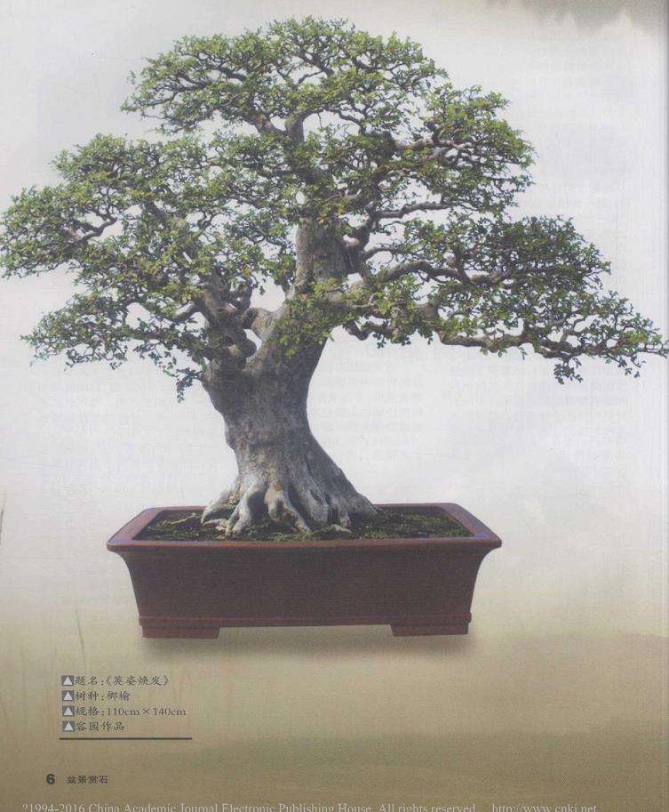 莆田容园盆景园