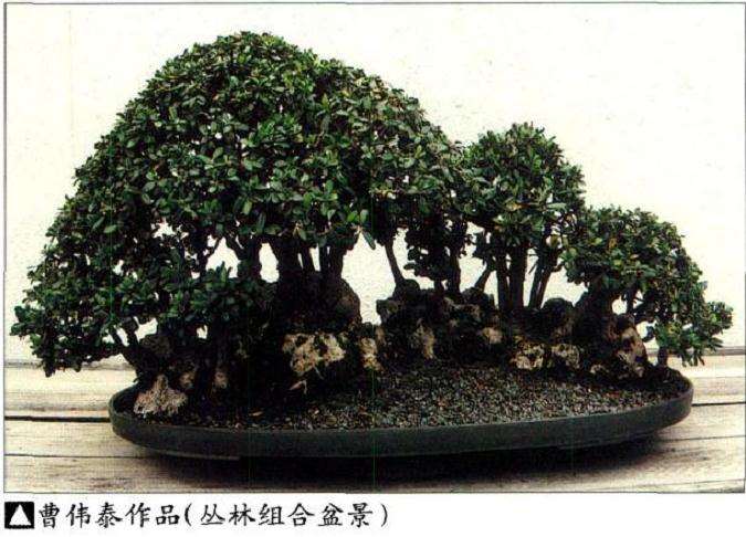 访美国西雅图亚太盆景园艺公司 曹伟泰