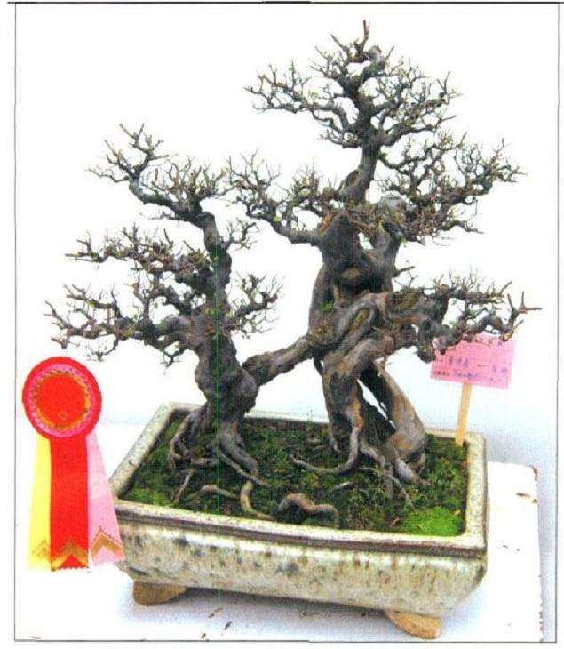 美国西雅图亚太盆景园艺公司