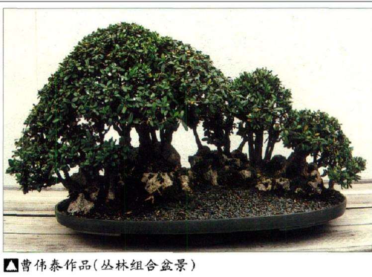 美国西雅图亚太盆景园艺公司