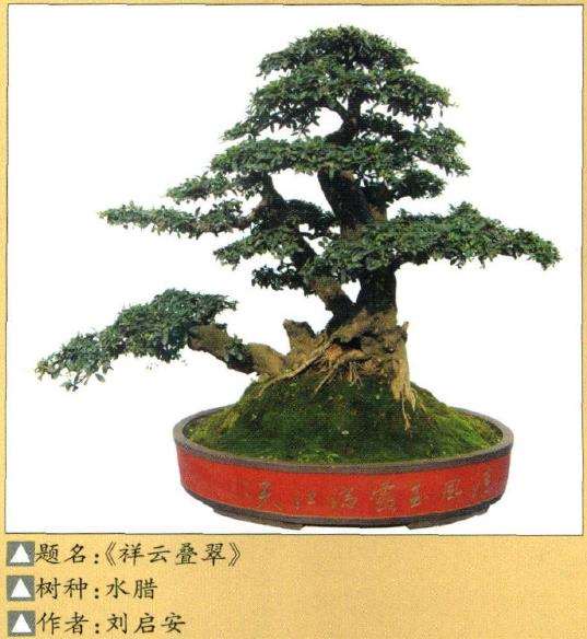 水腊盆景怎么养护的6个看法