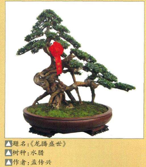 水腊盆景怎么养护的6个看法