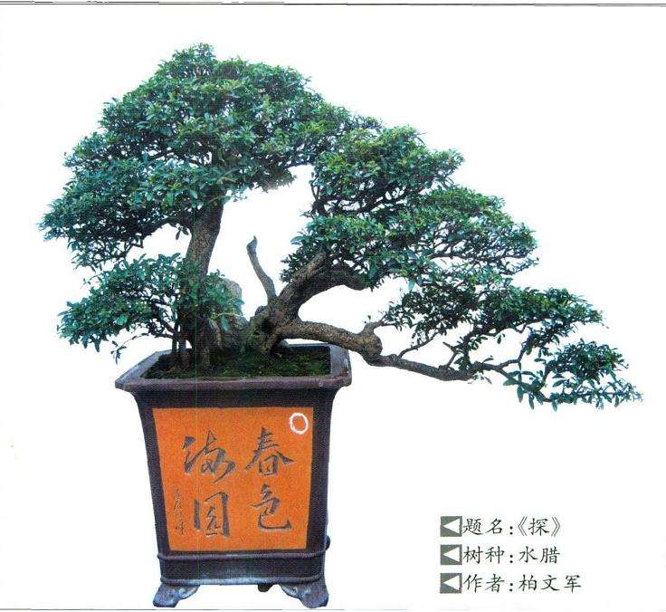 水腊盆景怎么养护的6个看法