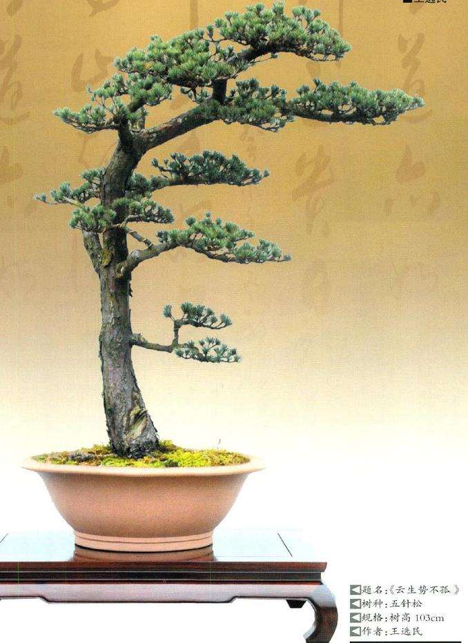 王选民谈关于文人树盆景的3个思考