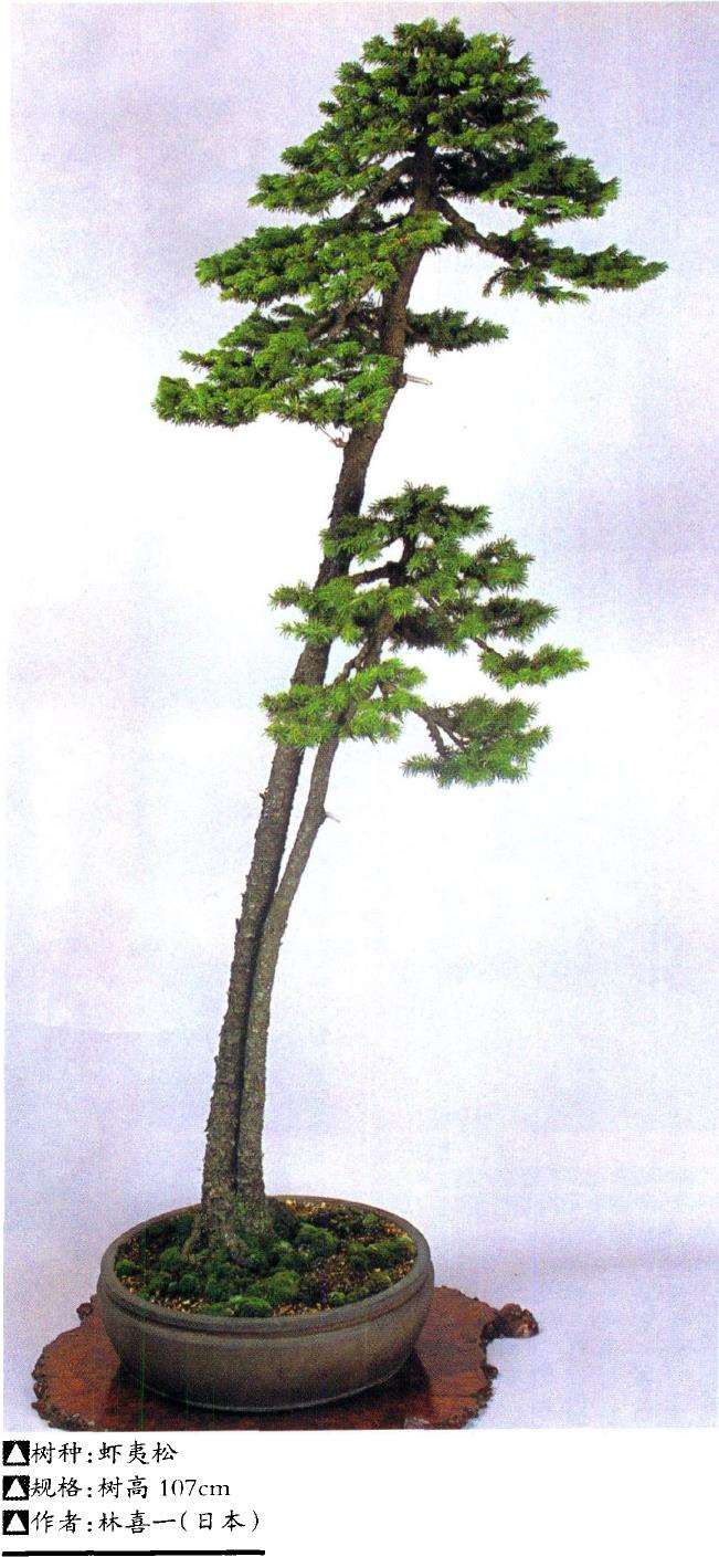 王选民谈关于文人树盆景的3个思考