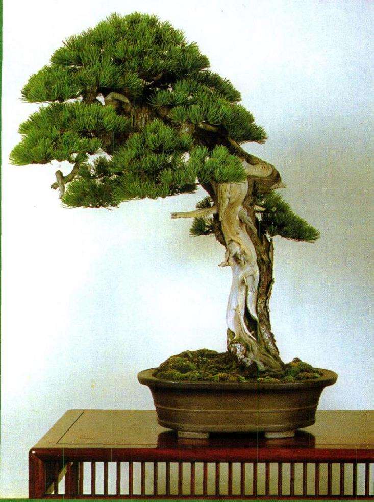 王选民谈关于文人树盆景的3个思考