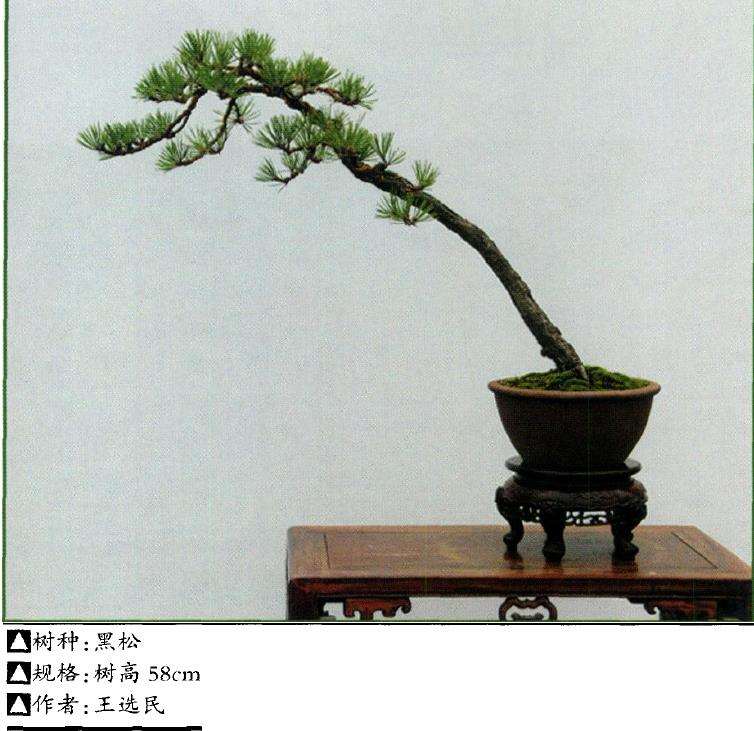 王选民谈关于文人树盆景的3个思考