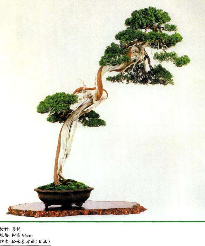 王选民谈关于文人树盆景的3个思考