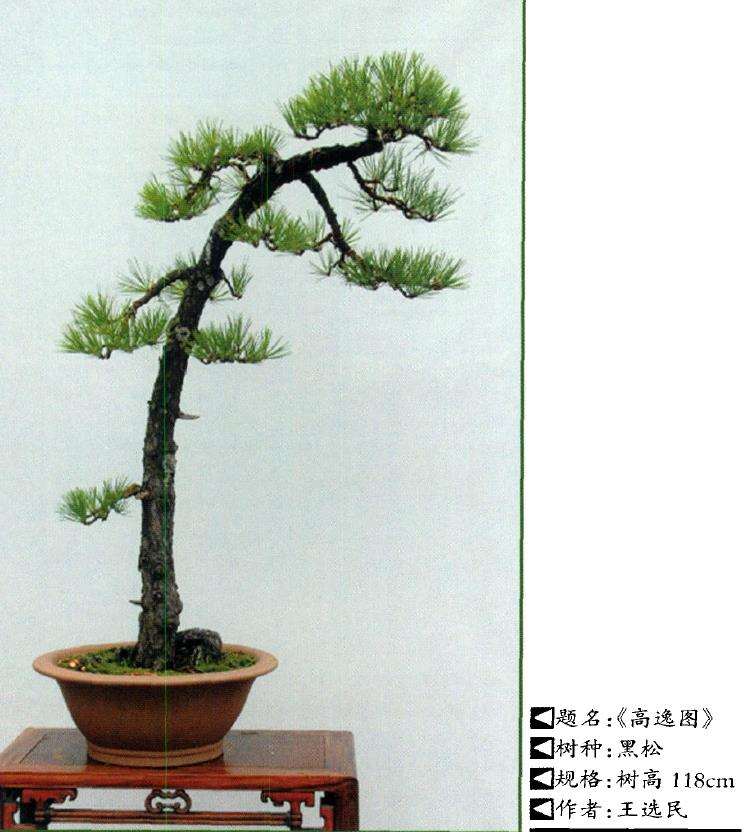 王选民谈关于文人树盆景的3个思考