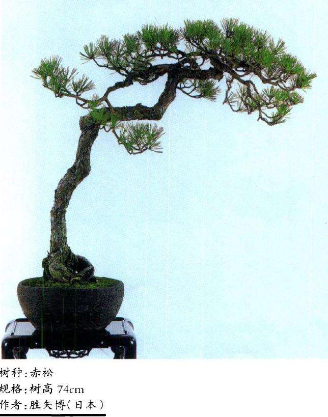 王选民谈关于文人树盆景的3个思考