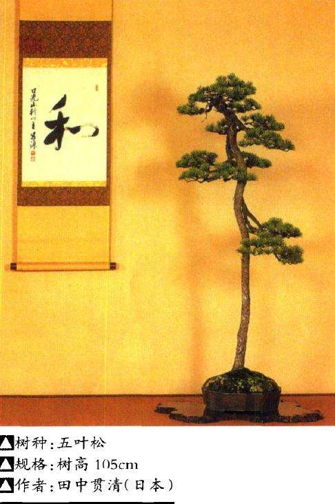 王选民谈关于文人树盆景的3个思考