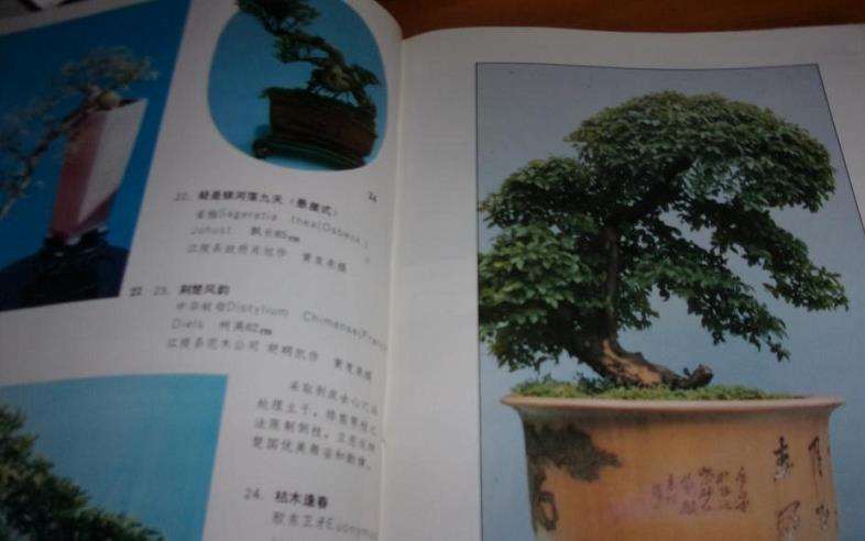 通过订阅《花木盆景》而对盆景如此着迷