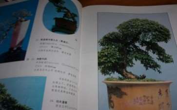 通过订阅《花木盆景》而对盆景如此着迷