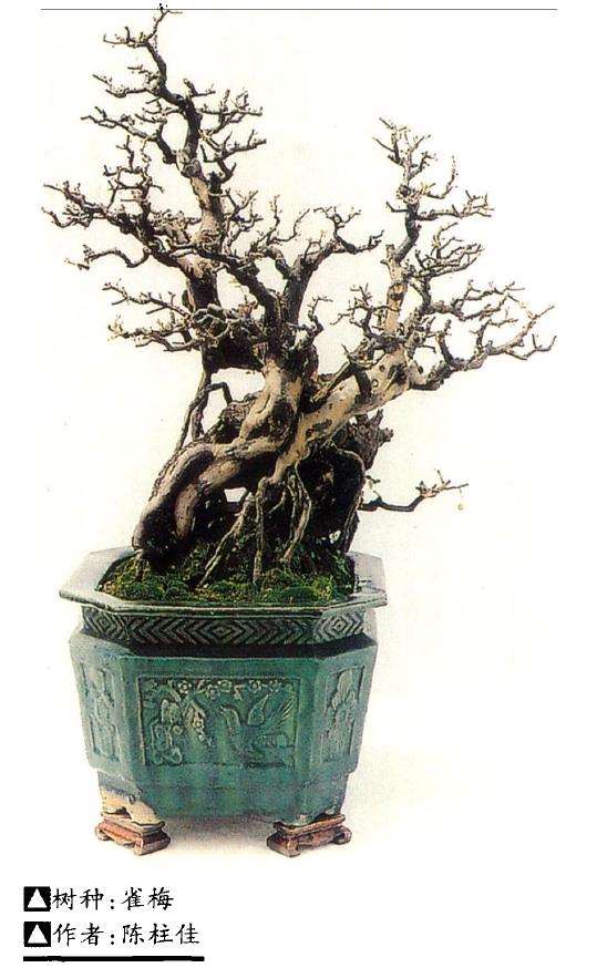 盆景怎么盆面修饰的3个方法