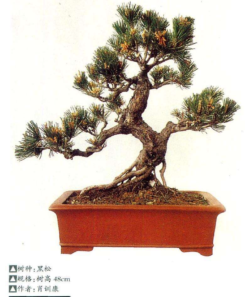 盆景配盆的意义和质量是什么