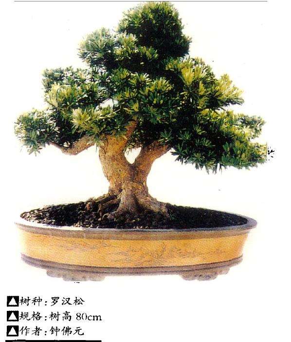 盆景怎么育干培育的6个步骤